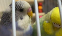 虎皮鹦鹉视频,视频中的可爱瞬间回顾